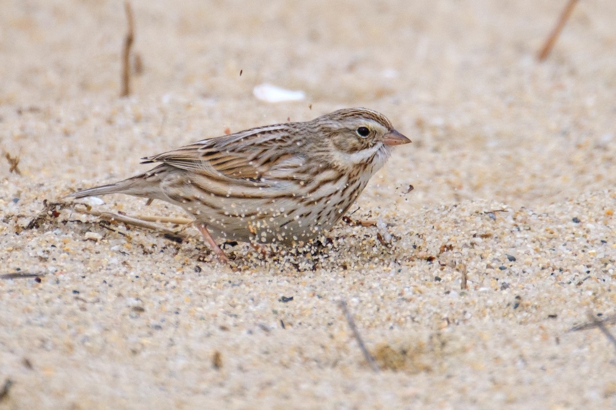 Savannah Sparrow (Ipswich) - ML539958581