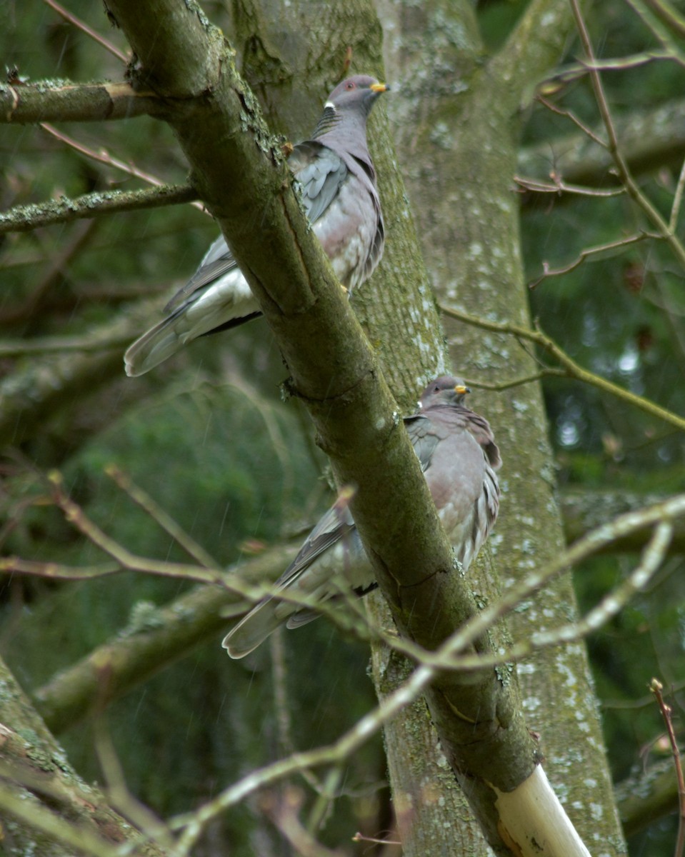 Band-tailed Pigeon - ML53996071