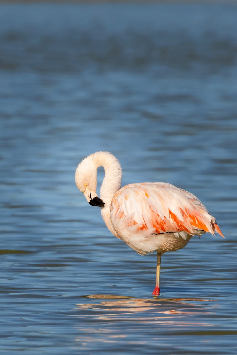 Chilean Flamingo - ML539961311