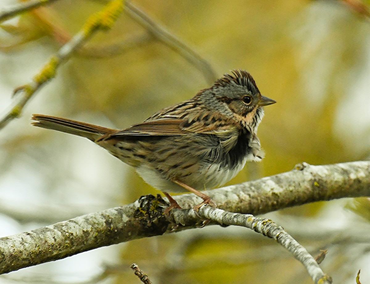 Lincoln's Sparrow - Ken Pitts