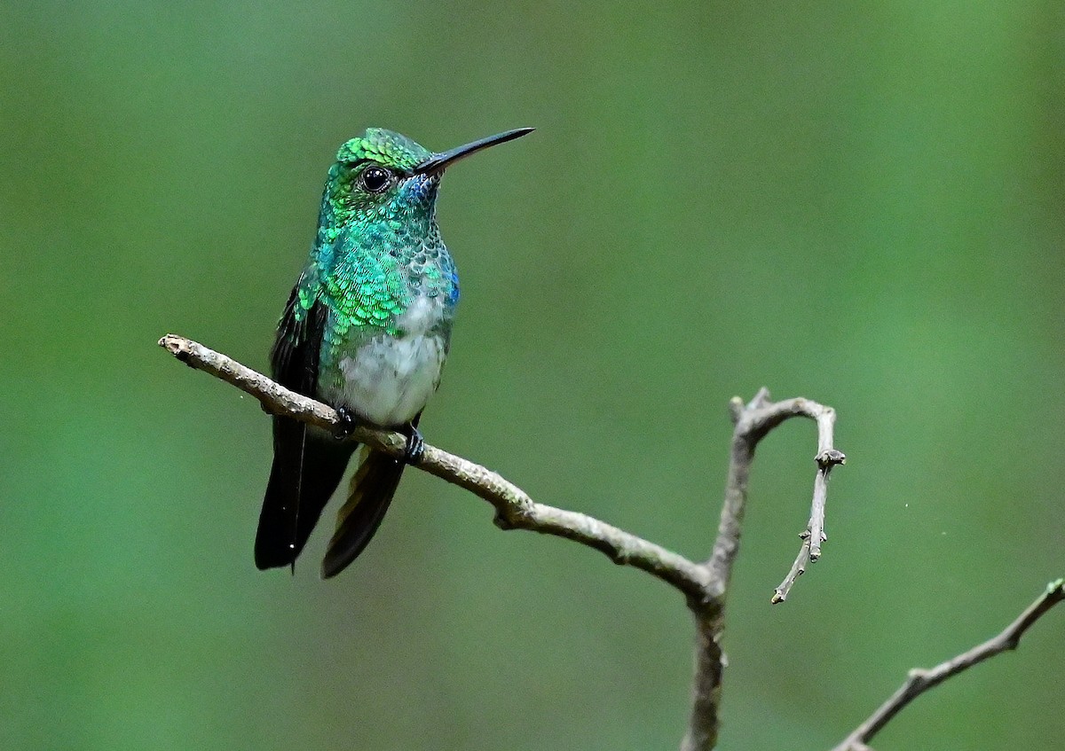 kolibřík modrobradý - ML539971301