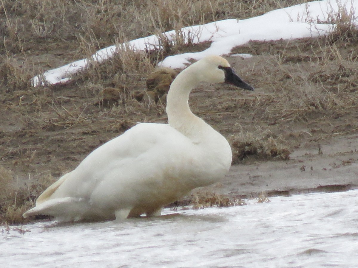 Tundra Swan (Whistling) - ML539973861
