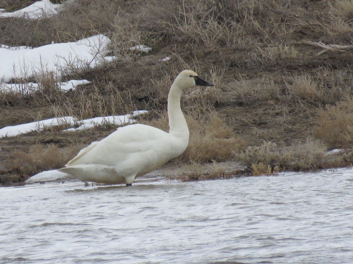 Tundra Swan (Whistling) - ML539973951