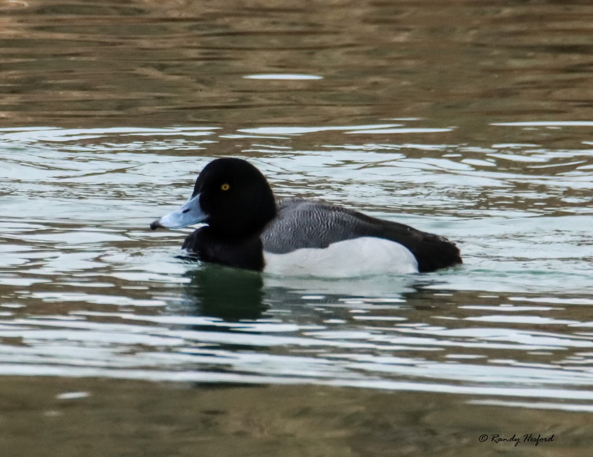 Greater Scaup - ML539982961