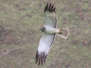  - Malagasy Harrier