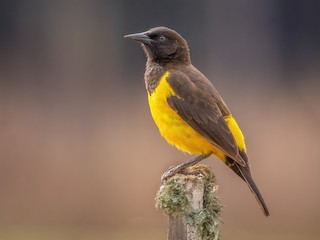  - Yellow-rumped Marshbird