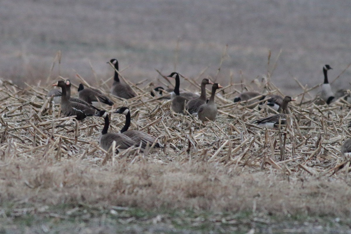 Greater White-fronted Goose - ML539986841