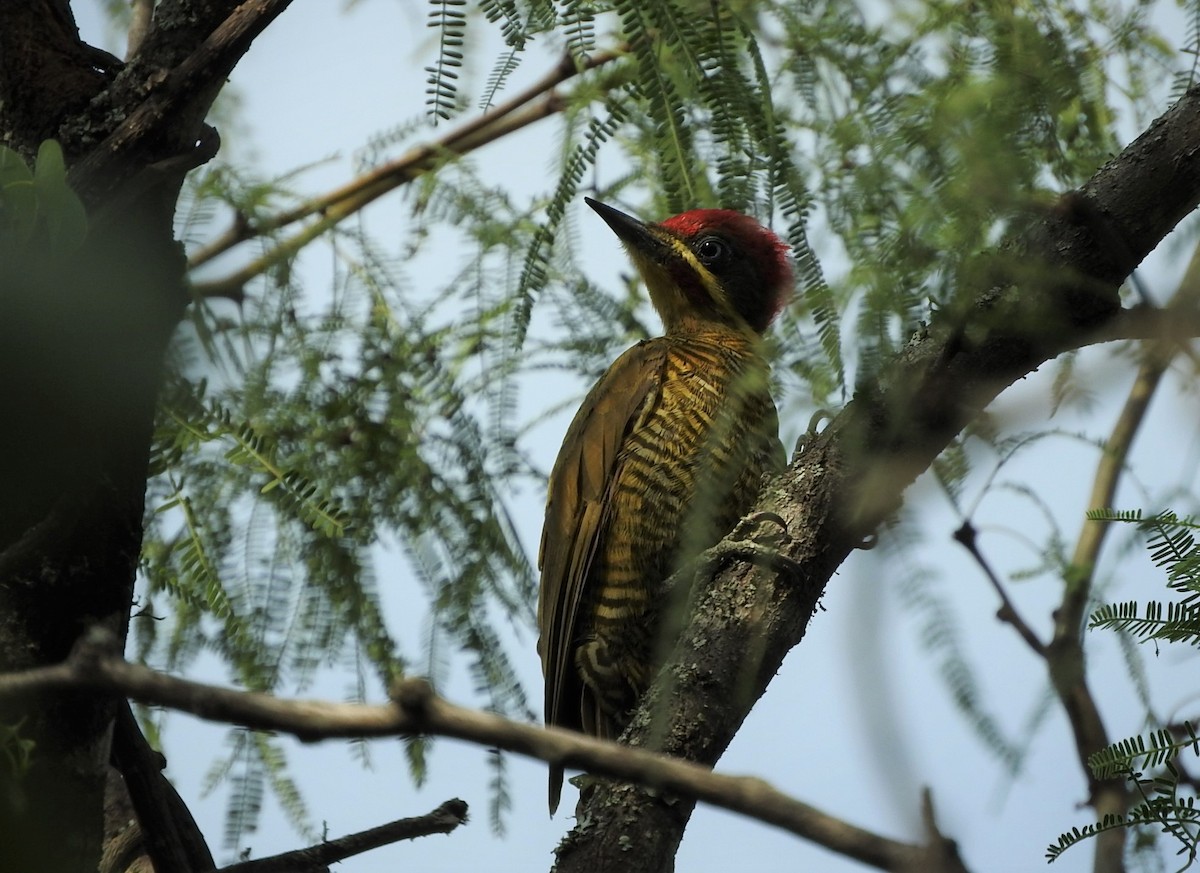 Golden-green Woodpecker - Cintya Cavilla