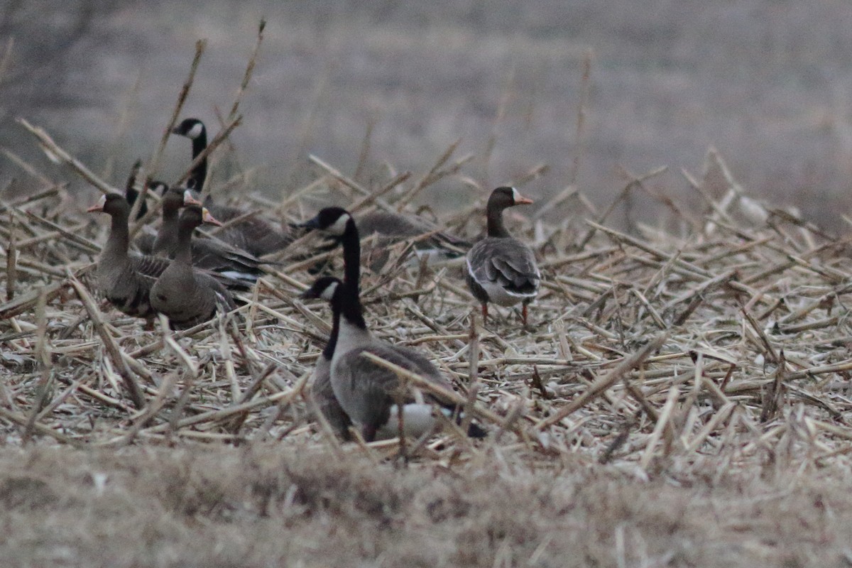 Greater White-fronted Goose - ML539987481