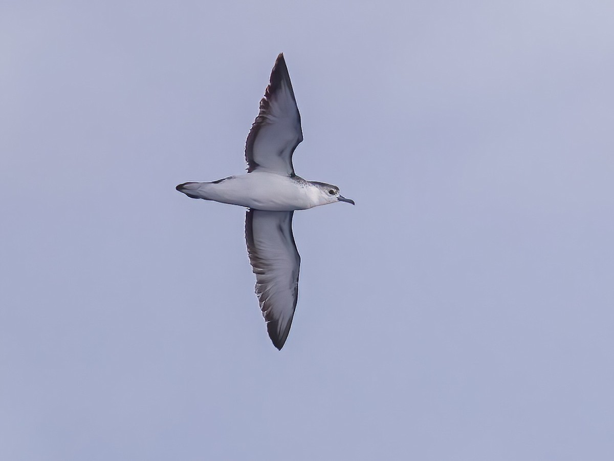 Rapa Shearwater - Puffinus myrtae - Birds of the World