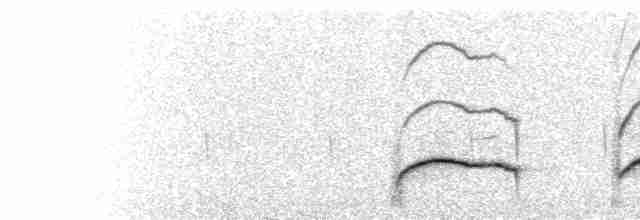  - Diademed Sandpiper-Plover