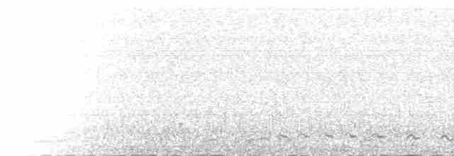  - Gray-breasted Seedsnipe