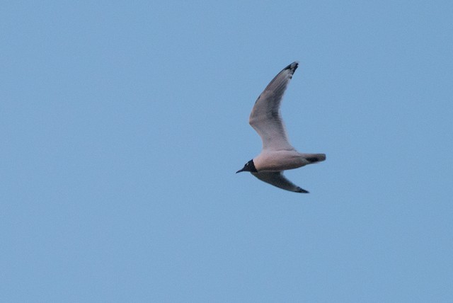 Franklin's Gull