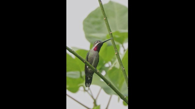 kolibřík hvězdohrdlý - ML539998121