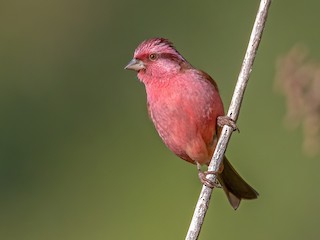  - Pink-browed Rosefinch