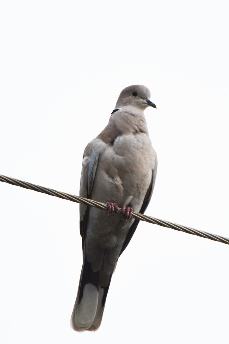Eurasian Collared-Dove - ML540003641