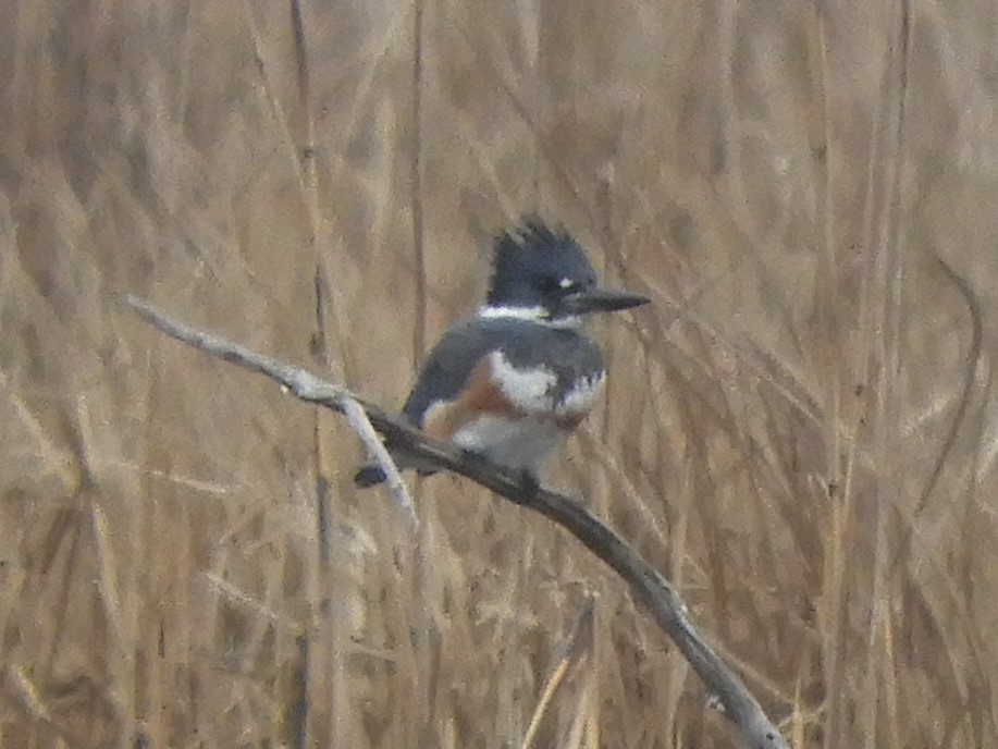 Belted Kingfisher - ML540009451