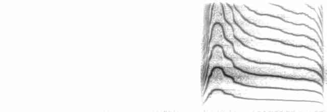  - Roadside Hawk (Northern)