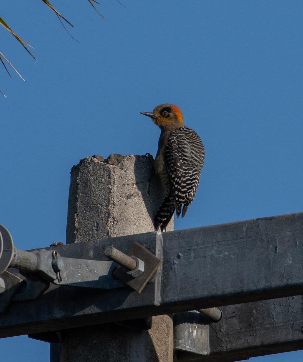 Golden-cheeked Woodpecker - ML540011831