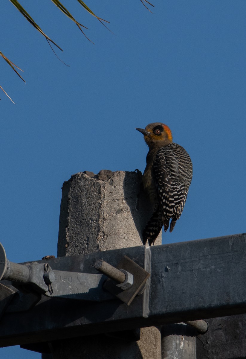 Golden-cheeked Woodpecker - ML540011901
