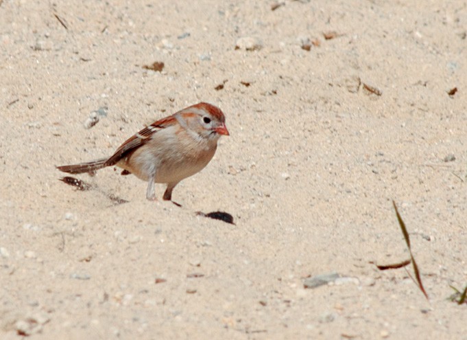 Field Sparrow - ML540015661
