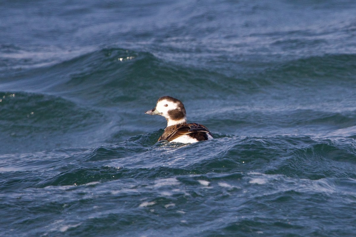 Long-tailed Duck - ML540023511