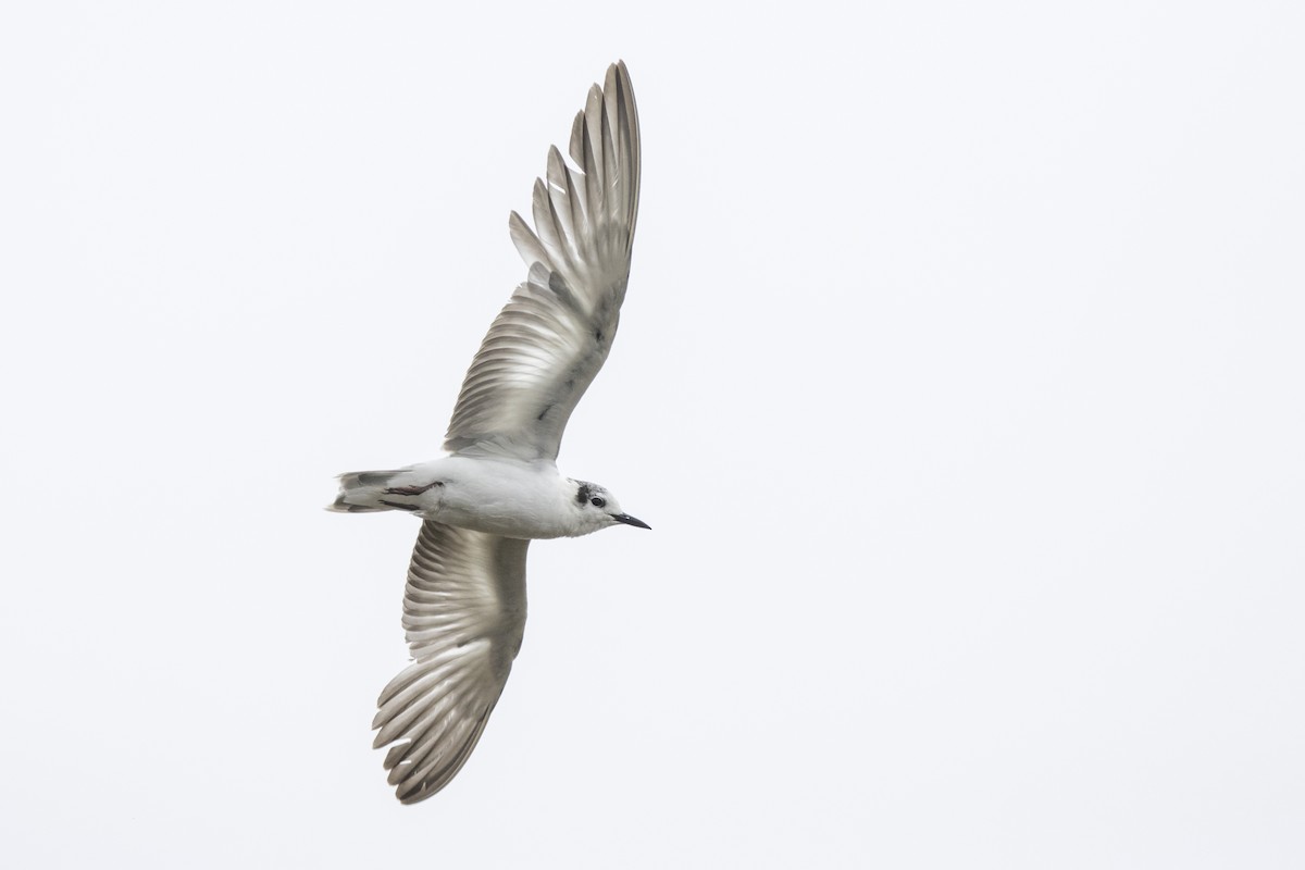 White-winged Tern - Oscar Thomas