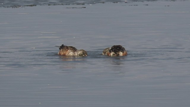 Northern Shoveler - ML540028871