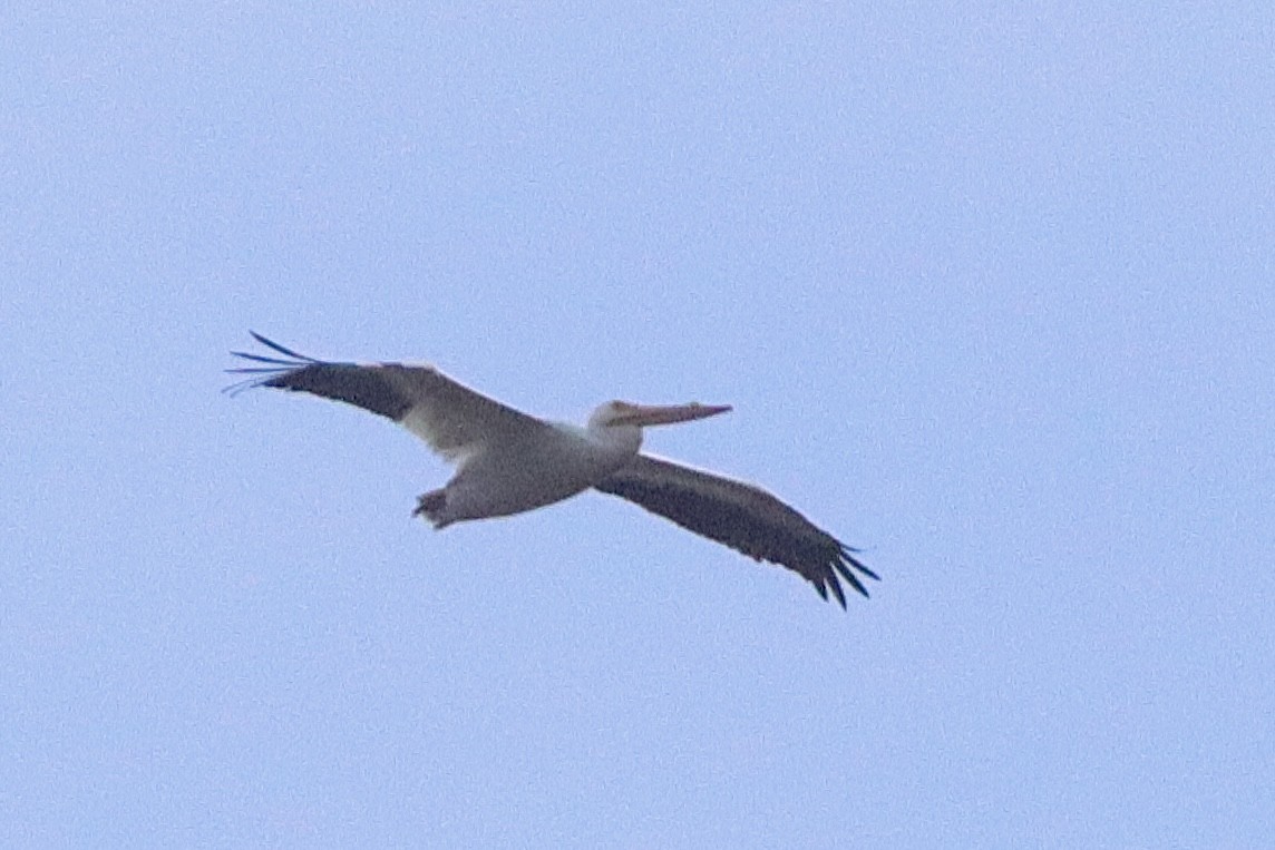 American White Pelican - Julianna Orr
