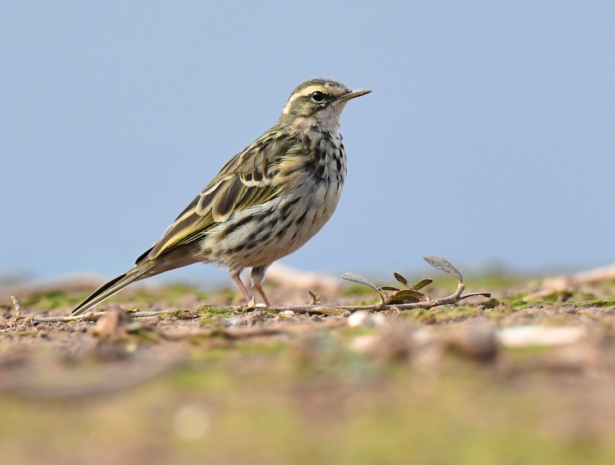 Rosy Pipit - ML540036151