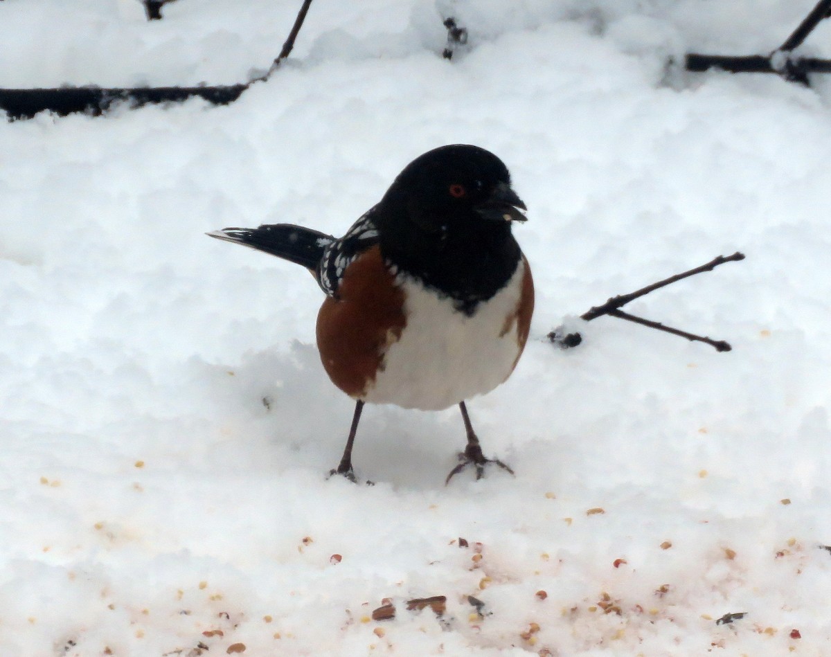 Spotted Towhee - ML540039151