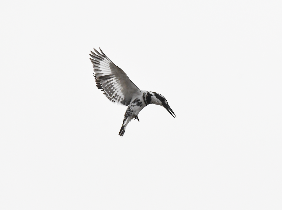 Pied Kingfisher - AKBAR ALI ASIF