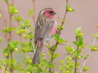 - Chinese White-browed Rosefinch