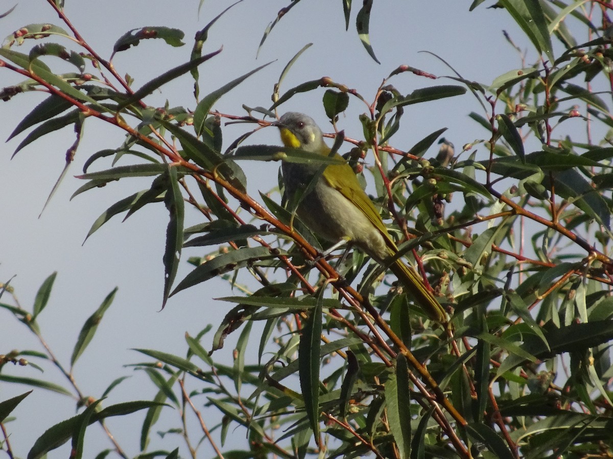 Yellow-throated Honeyeater - Ramit Singal