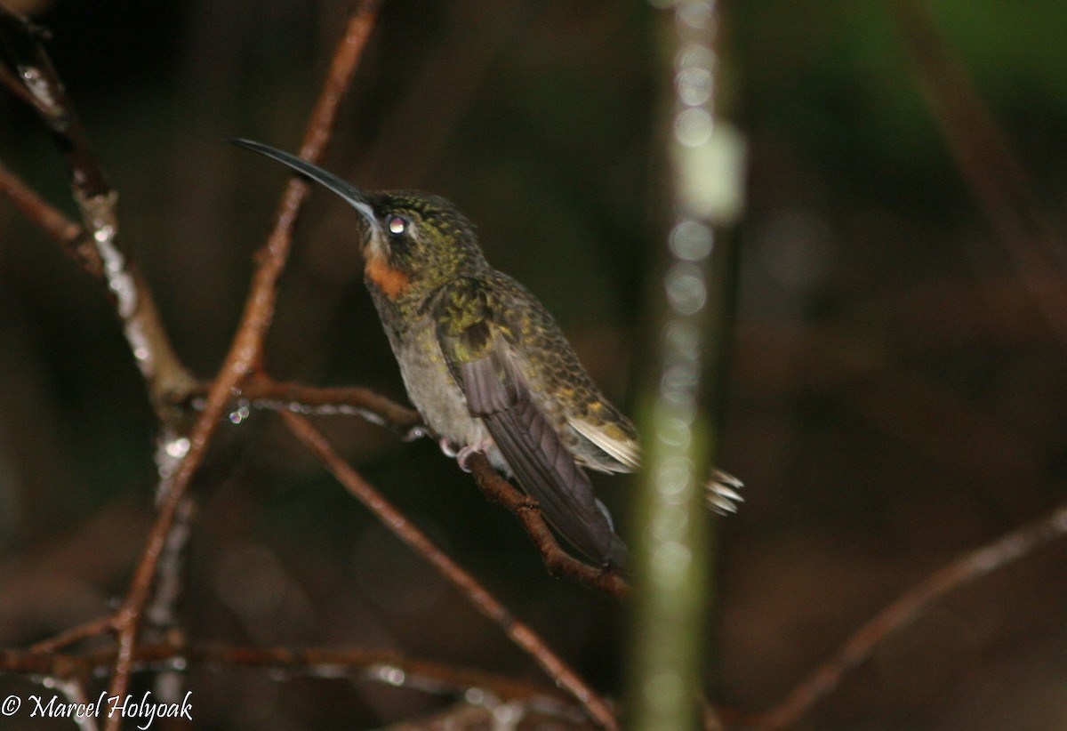 Pale-tailed Barbthroat - ML540042701