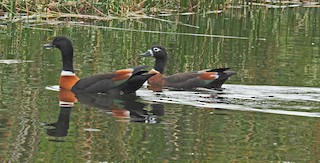 Australian Shelduck, ML540044431