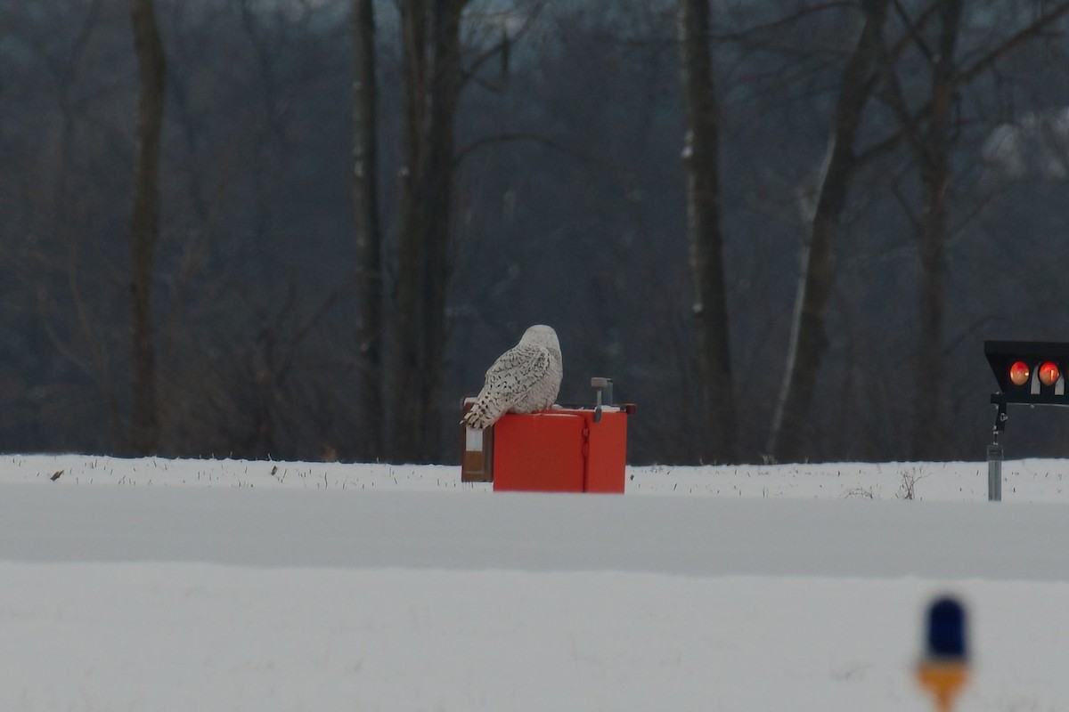 Ebird Checklist 26 Feb 2023 Finger Lakes Regional Airport 1 Species 