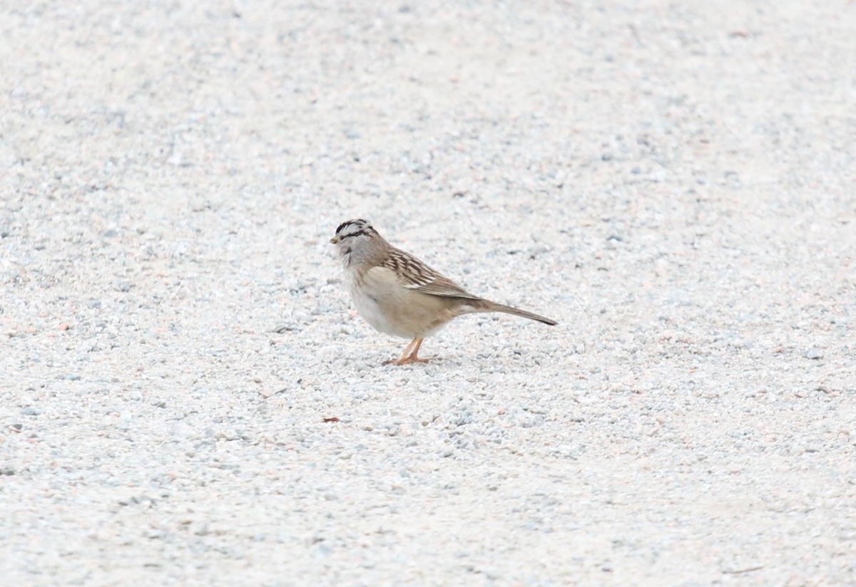 White-crowned Sparrow - ML540045561