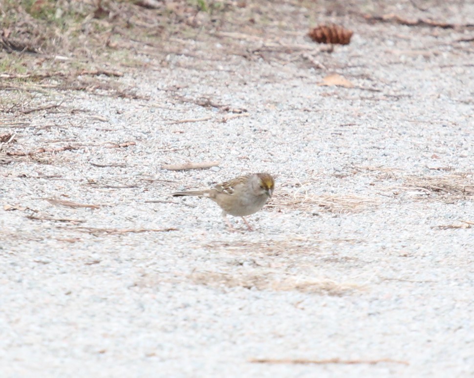 Golden-crowned Sparrow - ML540045571
