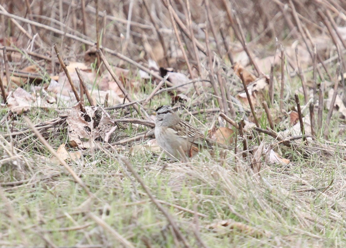 White-crowned Sparrow - ML540045601