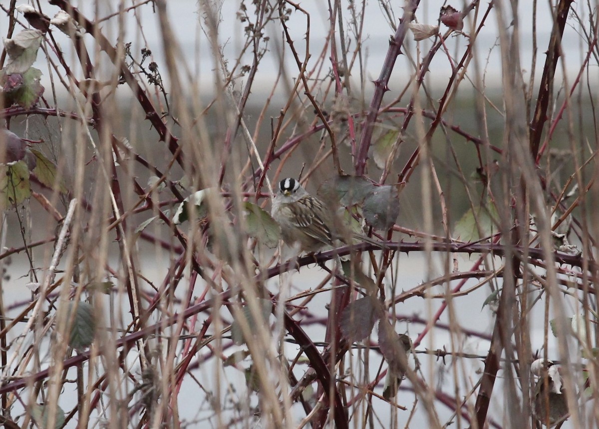 White-crowned Sparrow - ML540045781