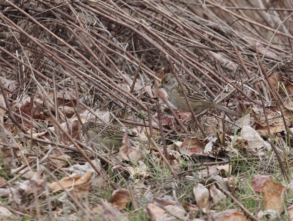 Golden-crowned Sparrow - ML540046011