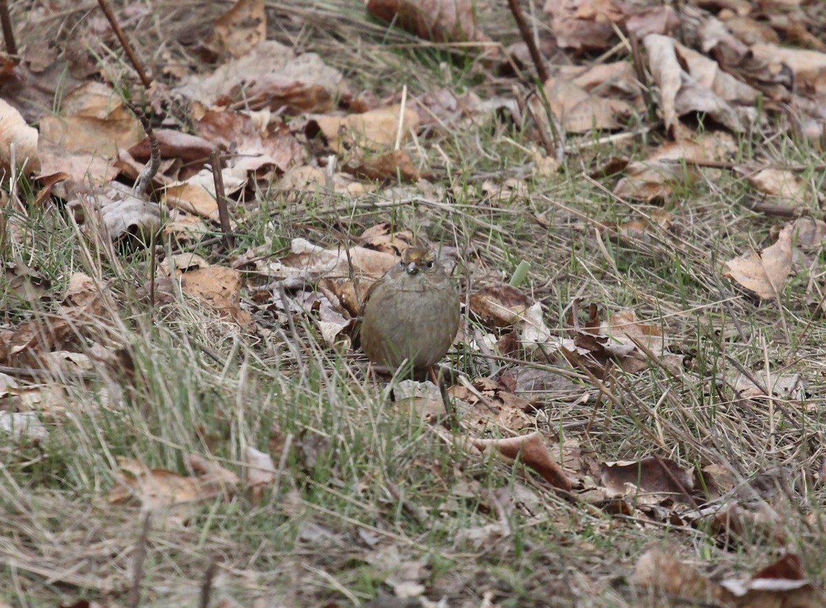 Golden-crowned Sparrow - ML540046171