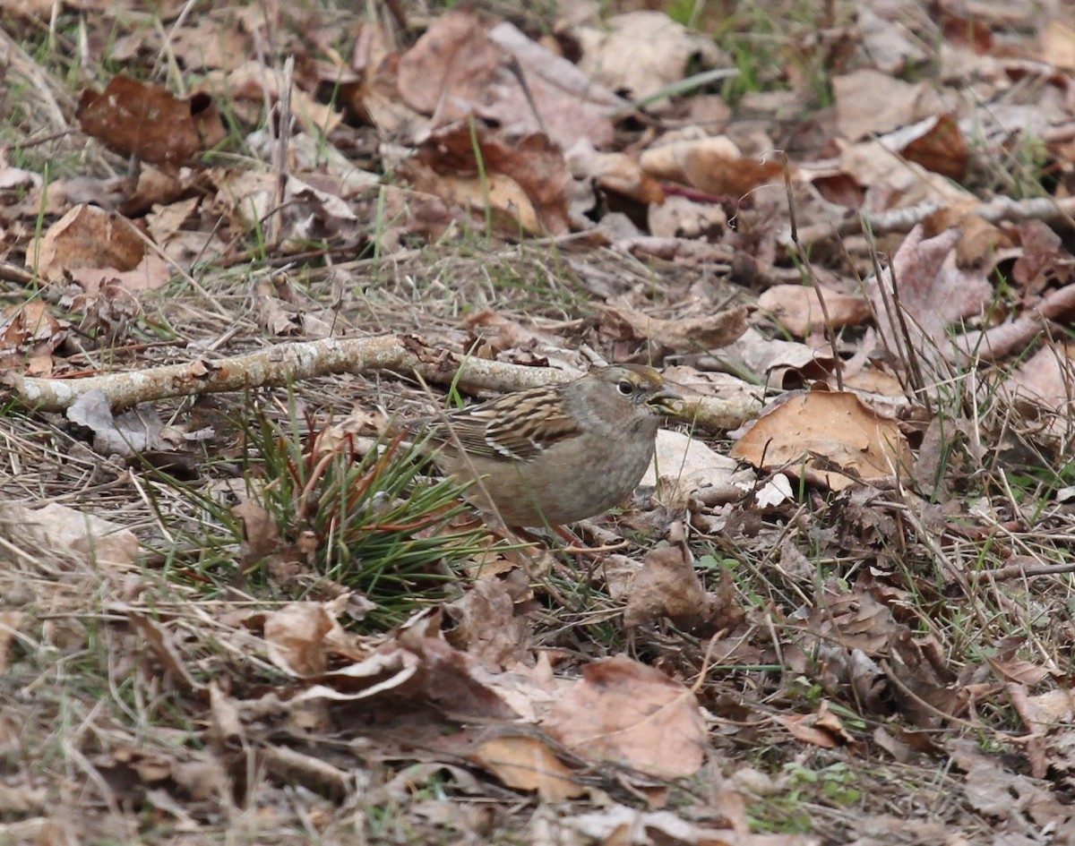 Golden-crowned Sparrow - ML540046241
