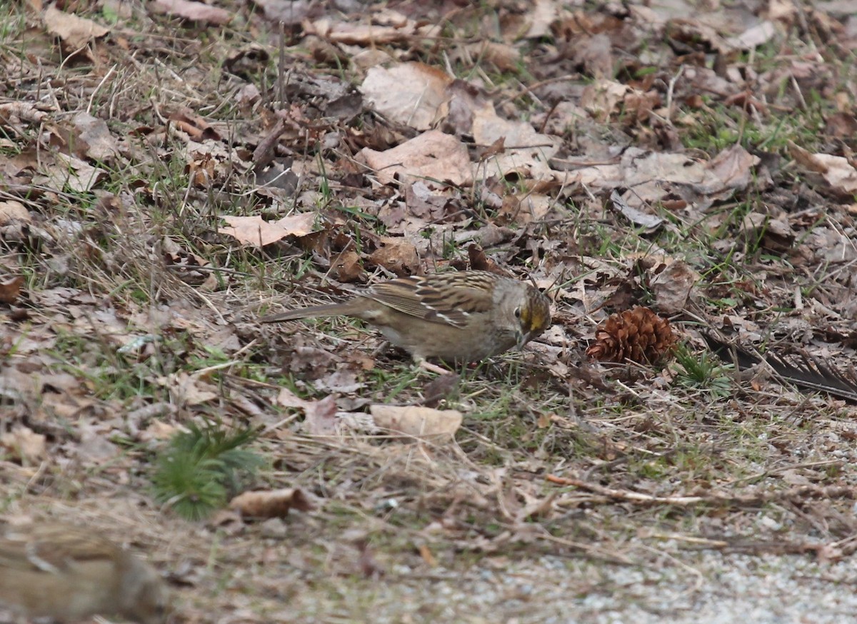 Golden-crowned Sparrow - ML540046321