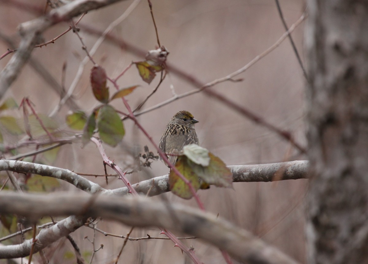 Golden-crowned Sparrow - ML540046361