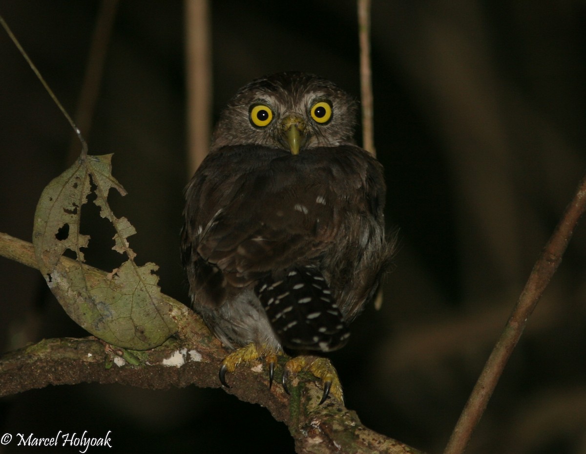 Amazonian Pygmy-Owl - Marcel Holyoak