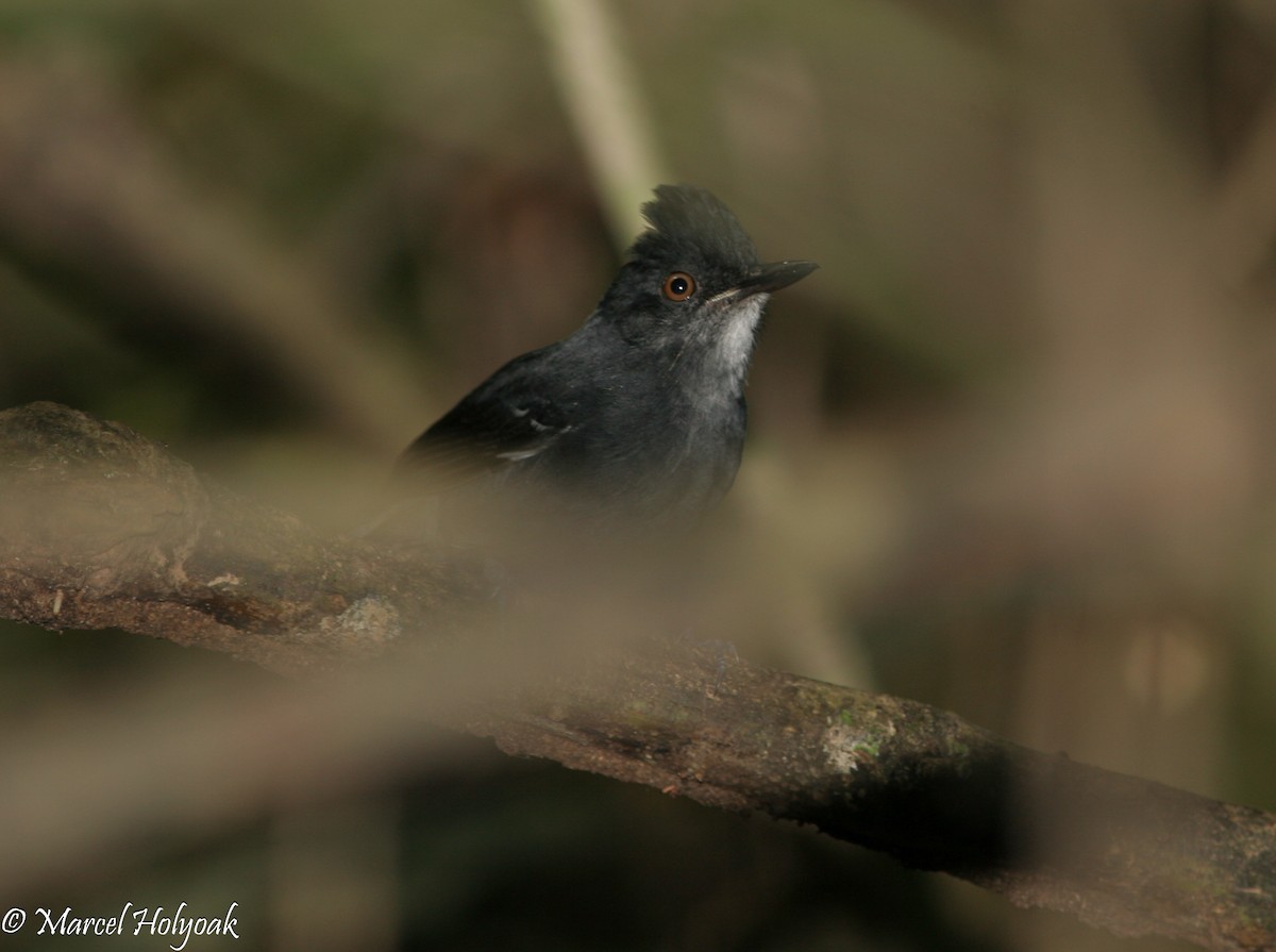 Black-tailed Antbird - ML540051521