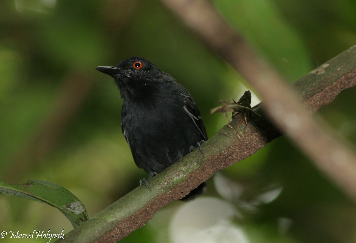 Black-tailed Antbird - ML540051941