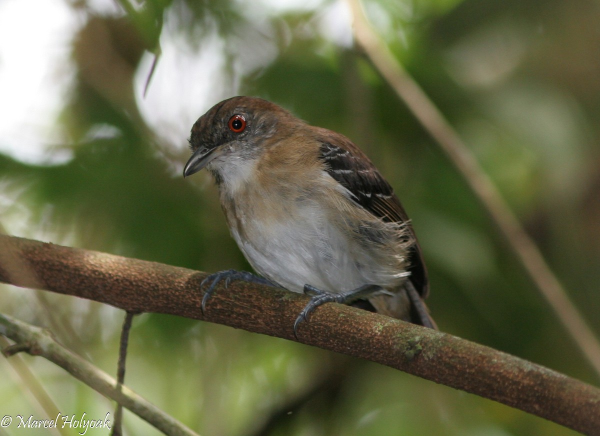 Black-tailed Antbird - ML540051951
